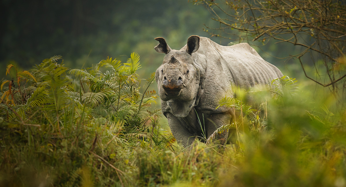 Jaldapara Rhino Resort Website Design